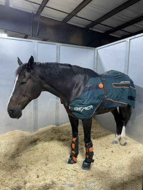 Joint inflammation treatment for horses